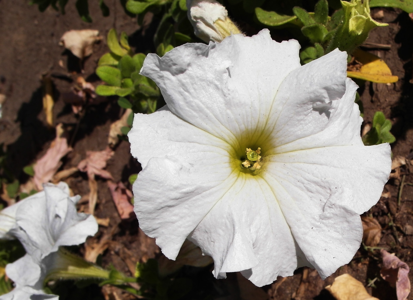 Image of Petunia × atkinsiana specimen.