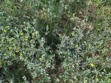 Potentilla argentea