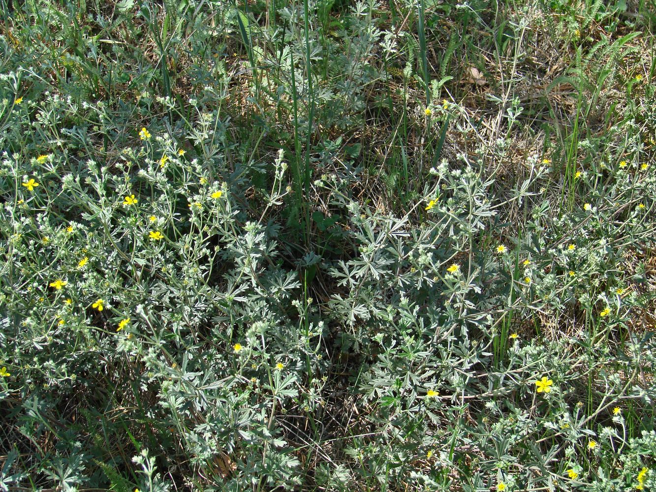 Изображение особи Potentilla argentea.