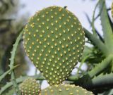 Opuntia microdasys