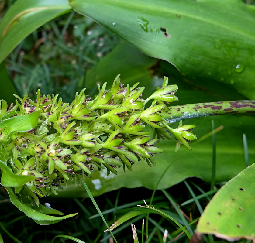 Image of genus Eucomis specimen.