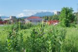 Asclepias syriaca