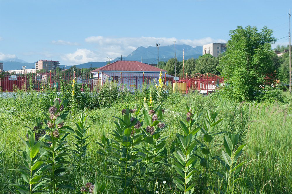 Изображение особи Asclepias syriaca.