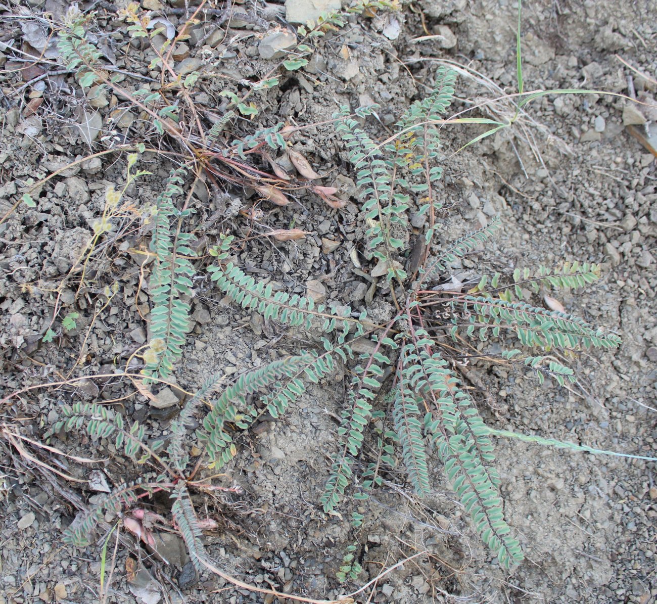 Image of Astragalus gorelovae specimen.