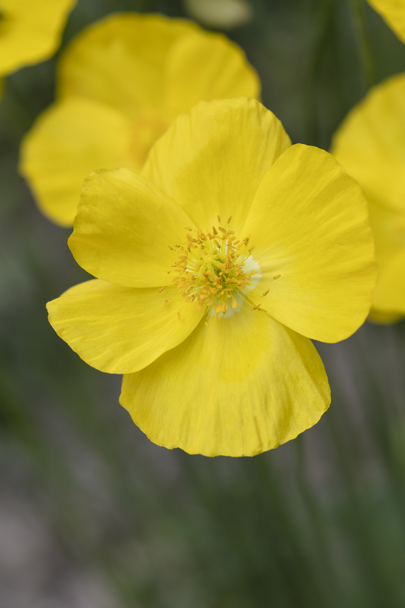 Изображение особи Papaver croceum.