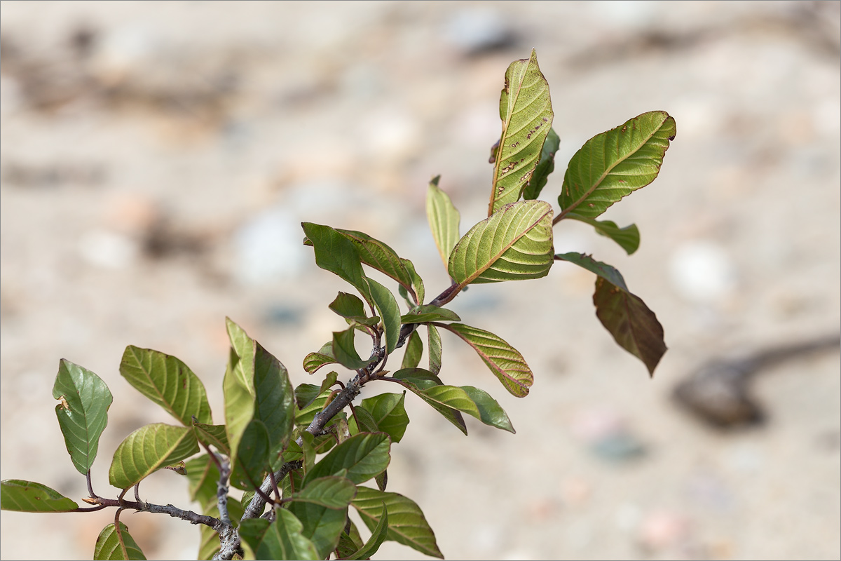 Изображение особи Frangula alnus.