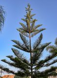 Araucaria heterophylla