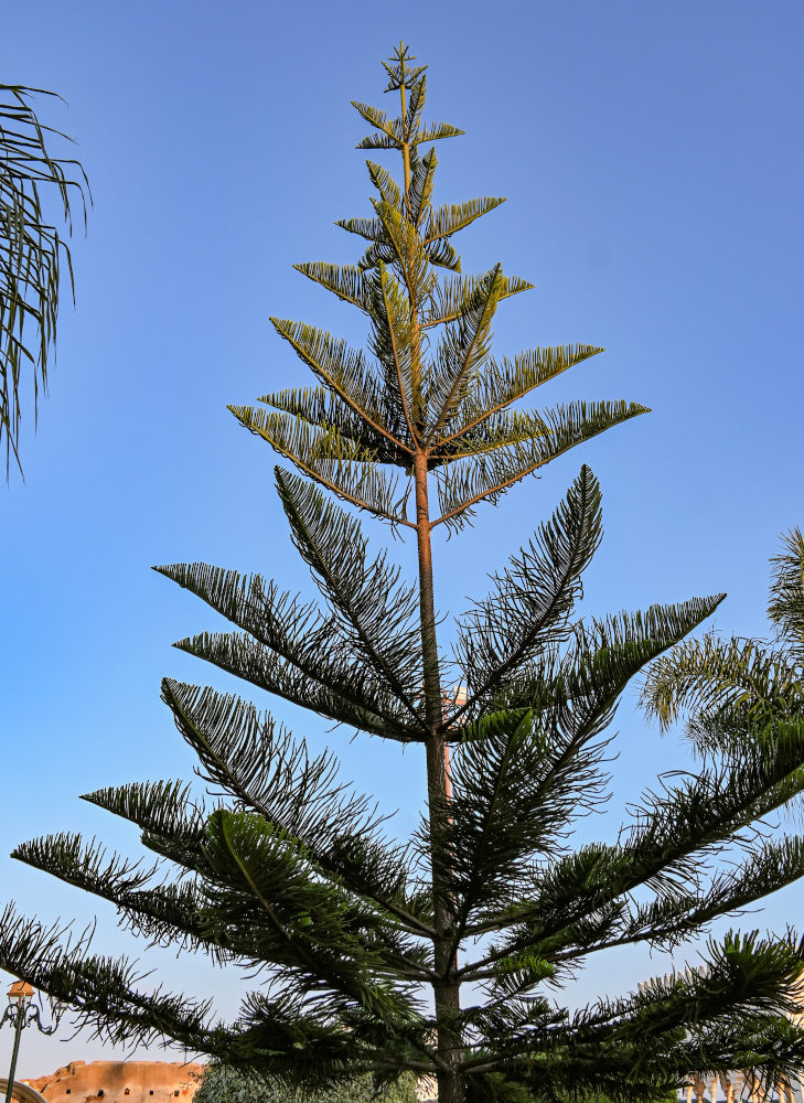 Изображение особи Araucaria heterophylla.