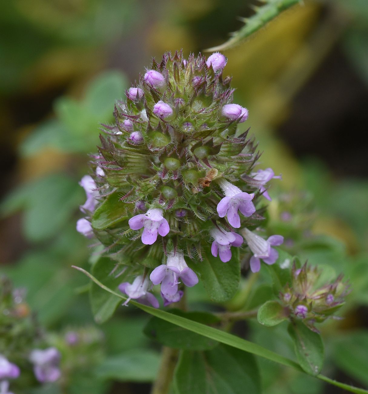 Изображение особи род Thymus.