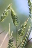 Agropyron pectinatum. Верхушки побегов с соплодиями. Волгоградская обл., Иловлинский р-н, окр. хут. Вилтов, дол. р. Дон, разнотравная степь. 31.05.2022.