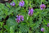 Astragalus danicus