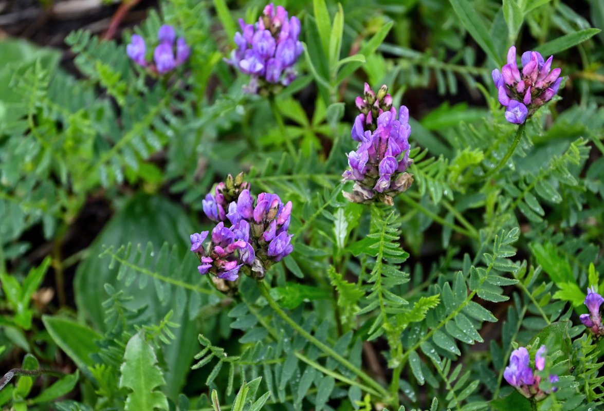 Изображение особи Astragalus danicus.