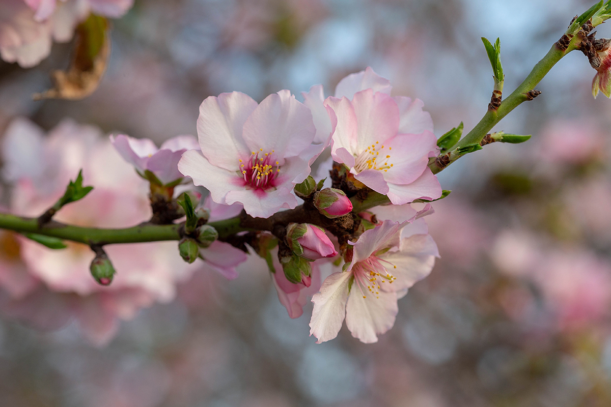 Изображение особи Amygdalus communis.