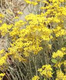 Helichrysum italicum