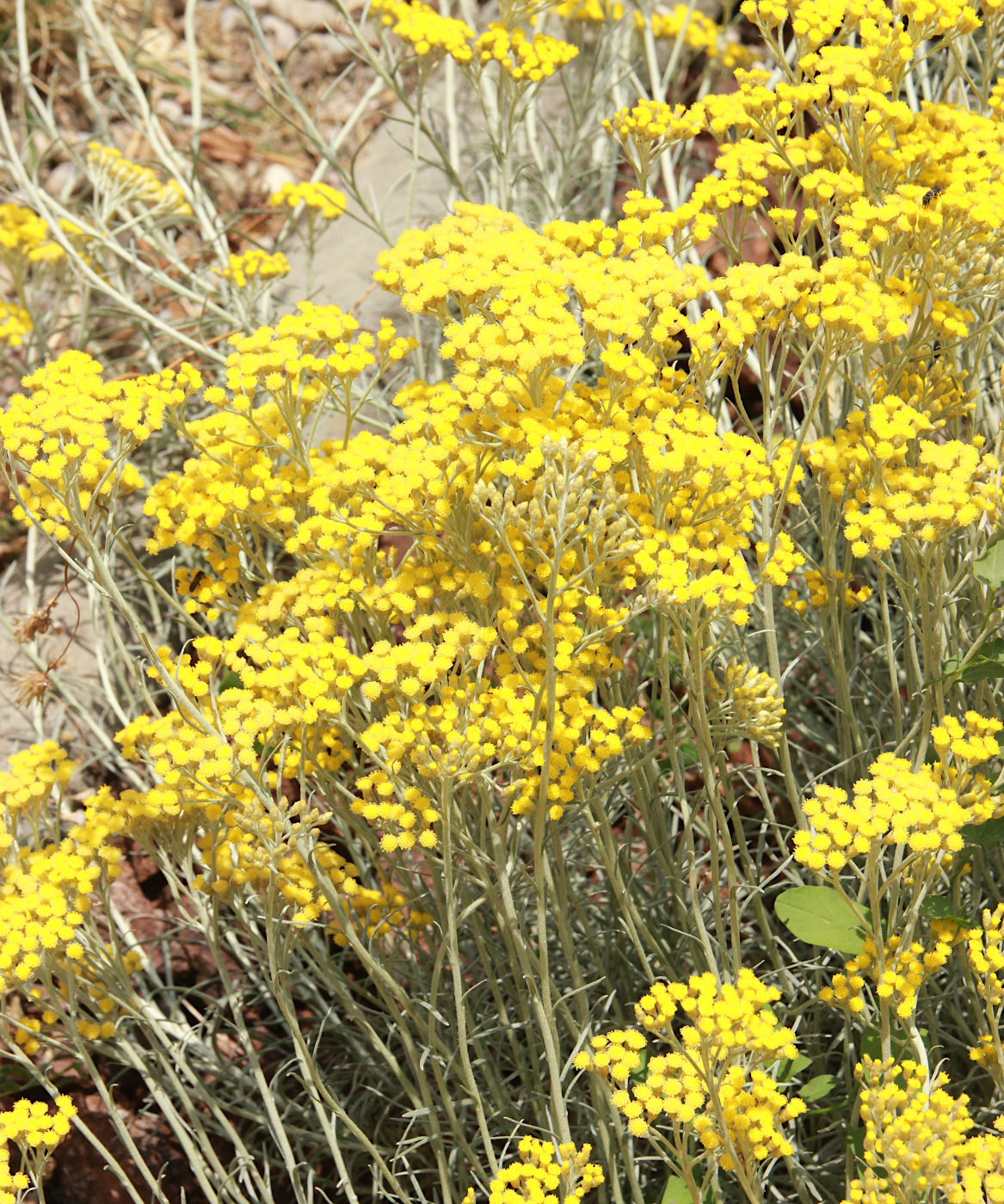 Image of Helichrysum italicum specimen.