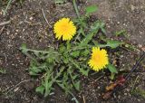 Taraxacum ussuriense