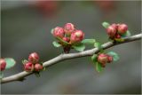 Chaenomeles japonica