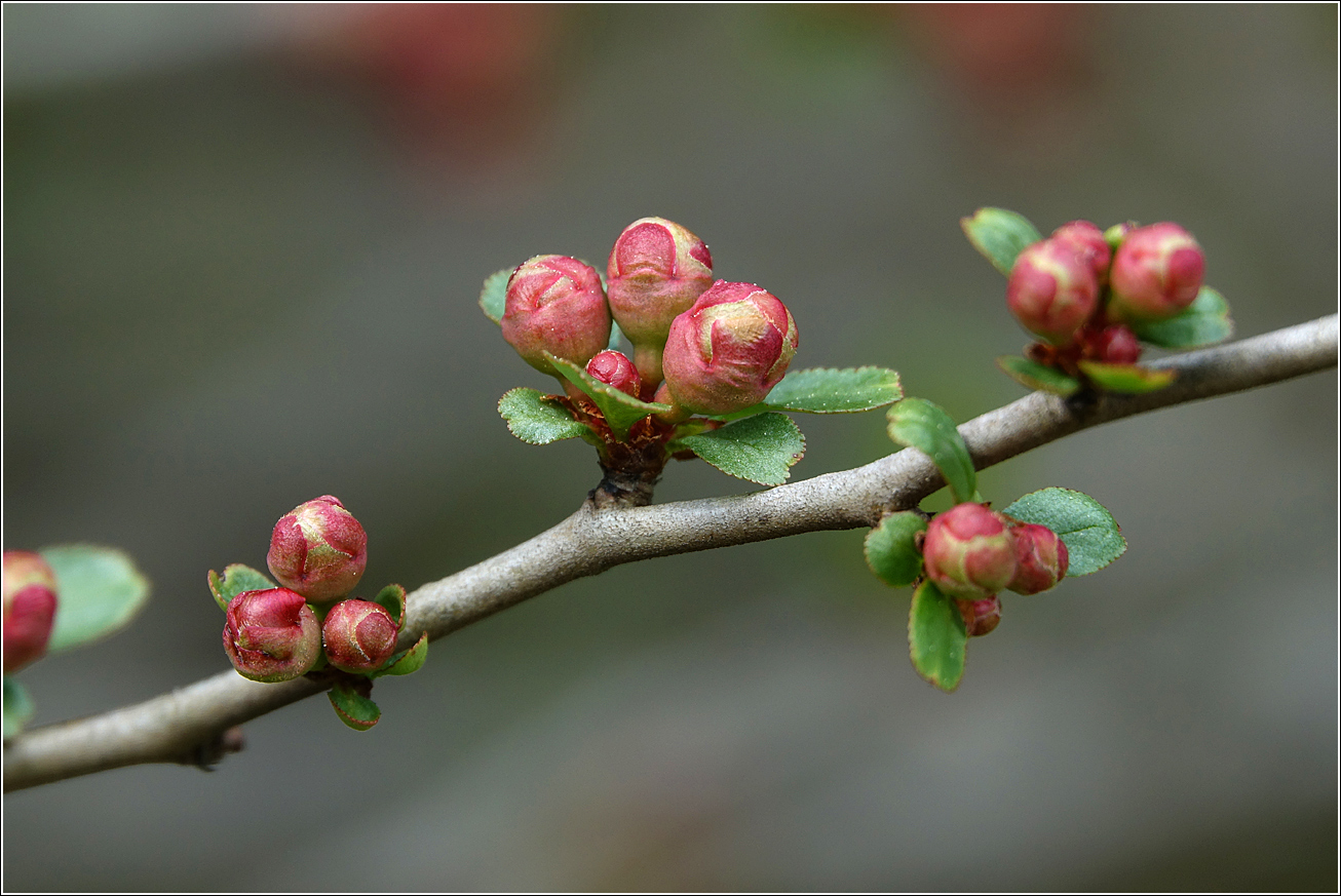 Image of Chaenomeles japonica specimen.