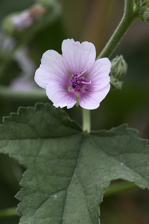 Изображение особи Althaea armeniaca.