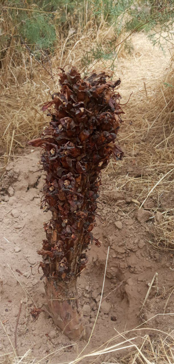 Image of Cistanche salsa specimen.