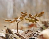 genus Botrychium. Вайя. Амурская обл., Архаринский р-н, Хинганский заповедник, кластер \"Хинганское\", басс. р. Эракта, заболоченный березняк. 30.04.2022.