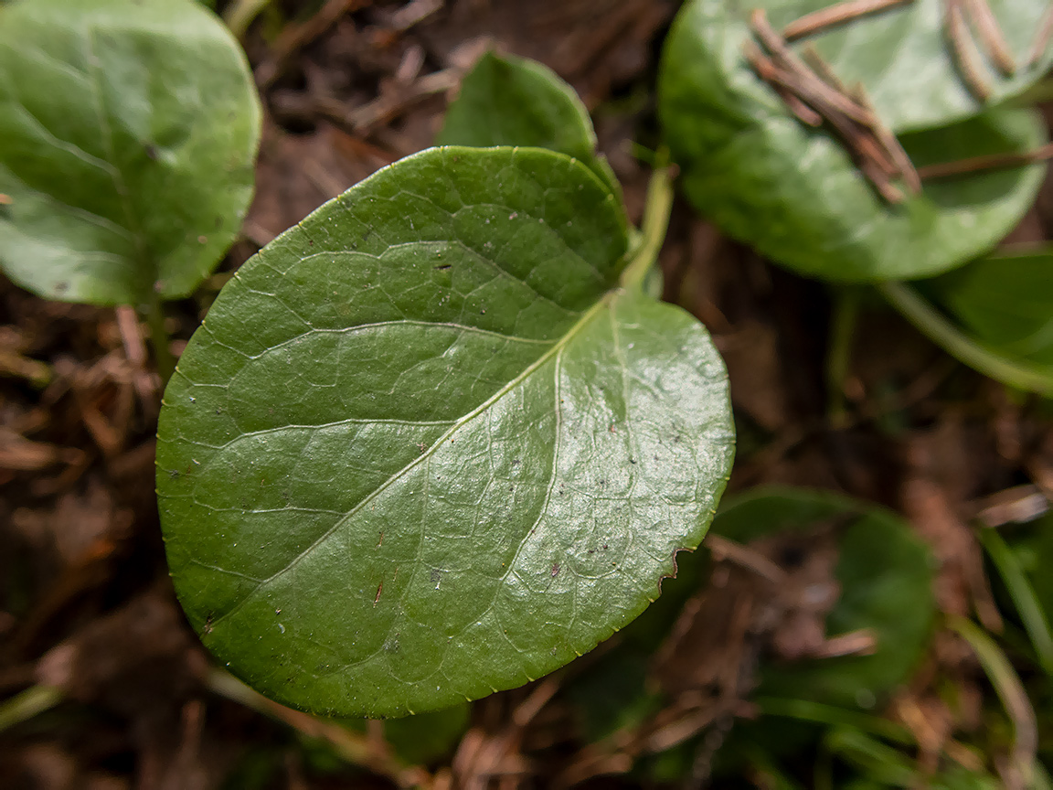 Изображение особи Pyrola rotundifolia.