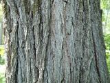 Ulmus japonica