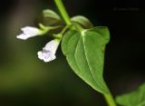 Scutellaria dependens. Часть побега с соцветием. Приморский край, Уссурийский гор. округ, окр. с. Монакино, широколиственный лес, колея дороги. 20.07.2023.