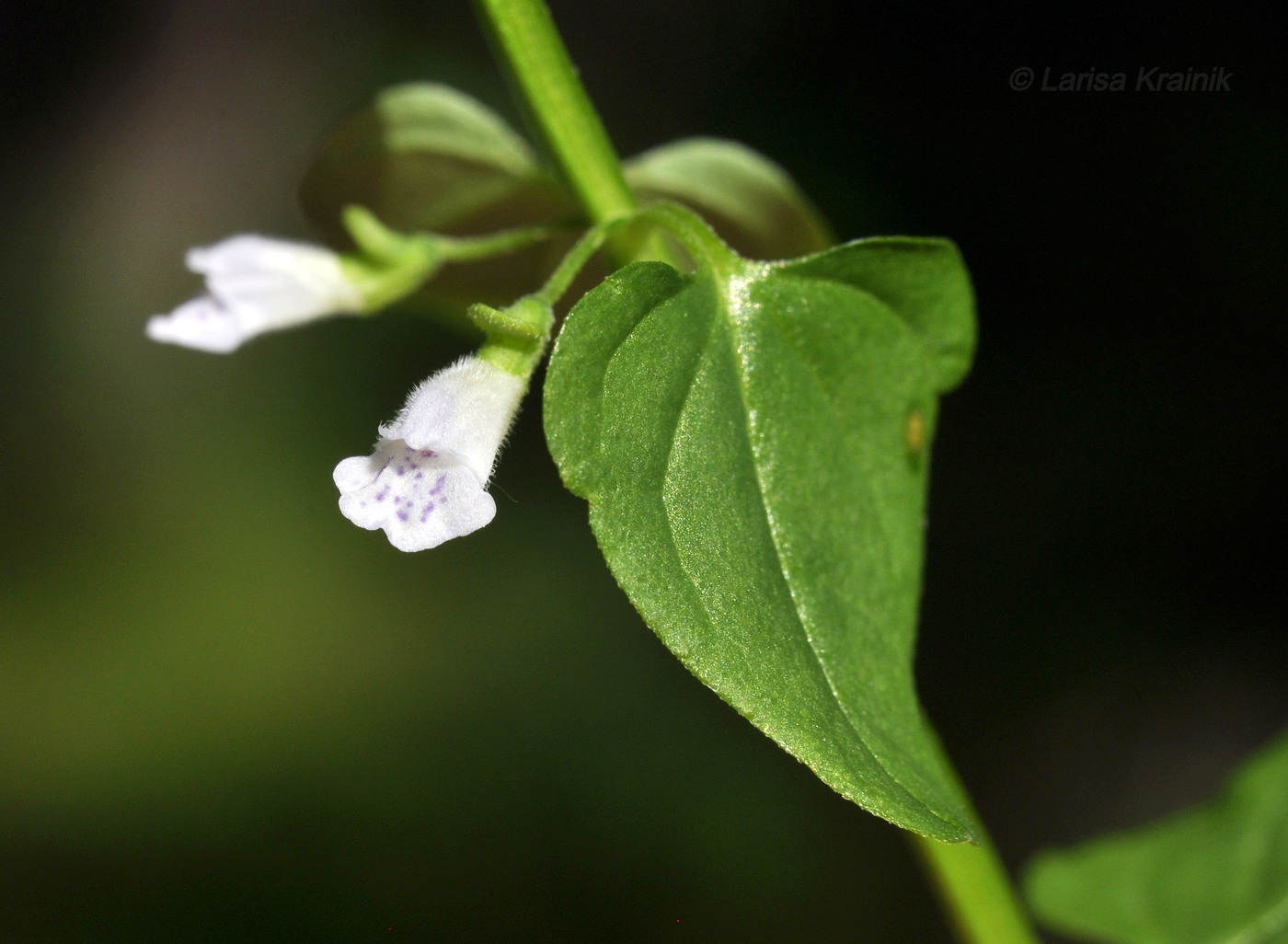 Image of Scutellaria dependens specimen.