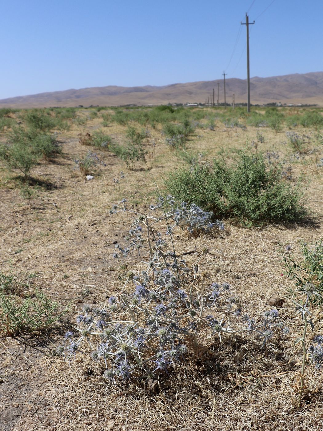 Image of Eryngium caeruleum specimen.