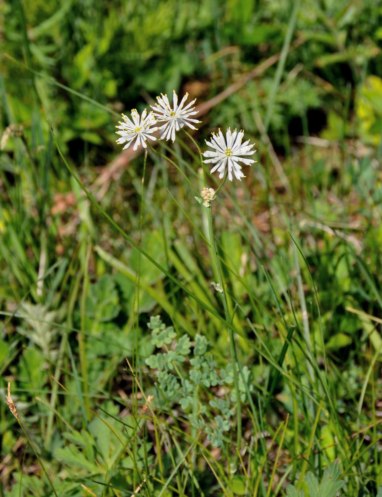 Изображение особи Thalictrum petaloideum.