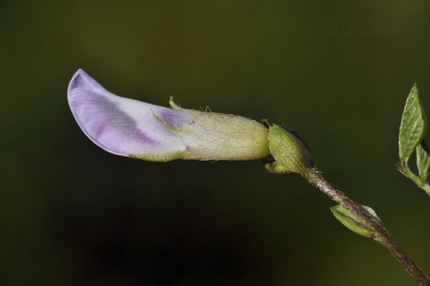 Изображение особи Amphicarpaea japonica.