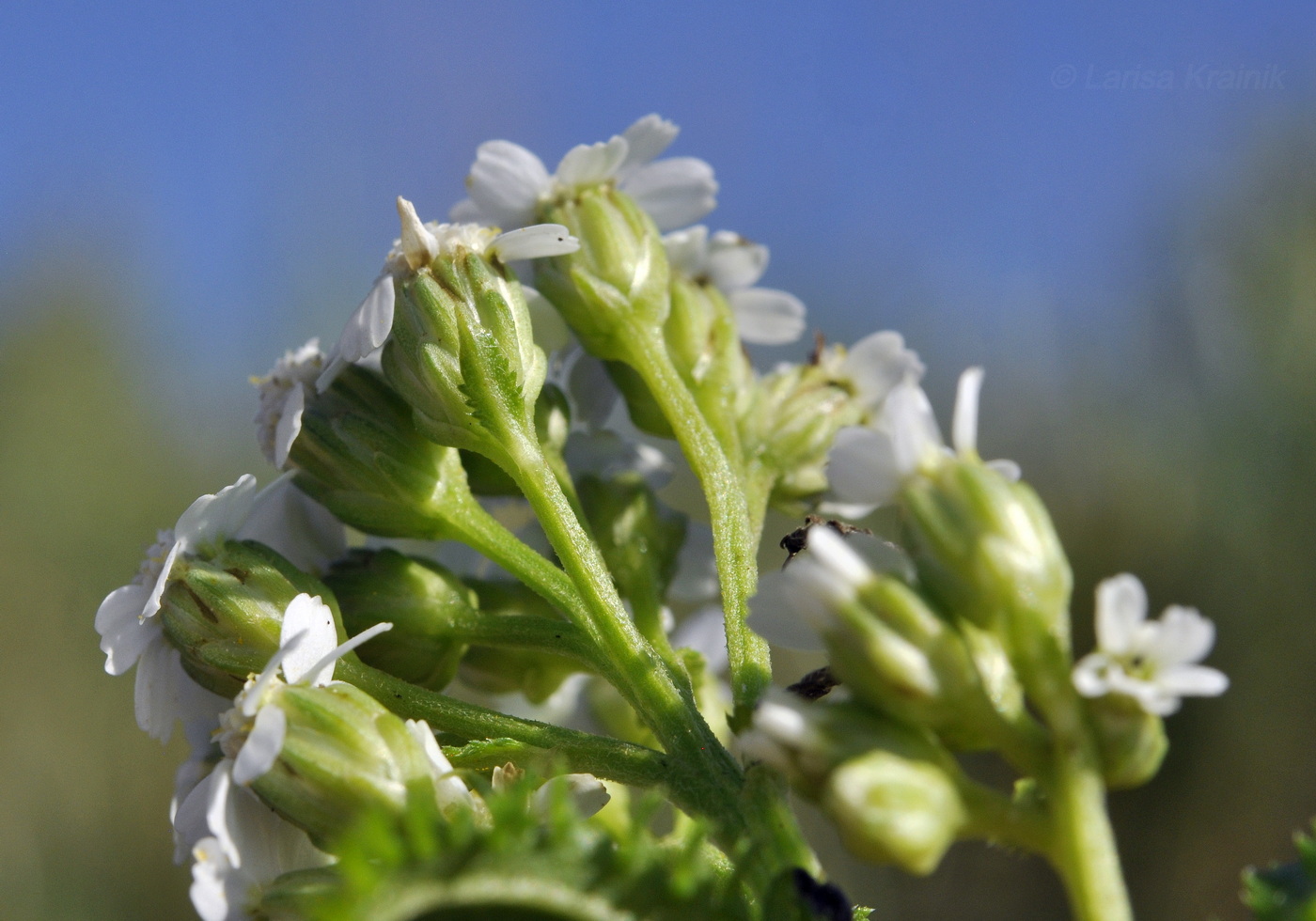 Image of Achillea alpina specimen.