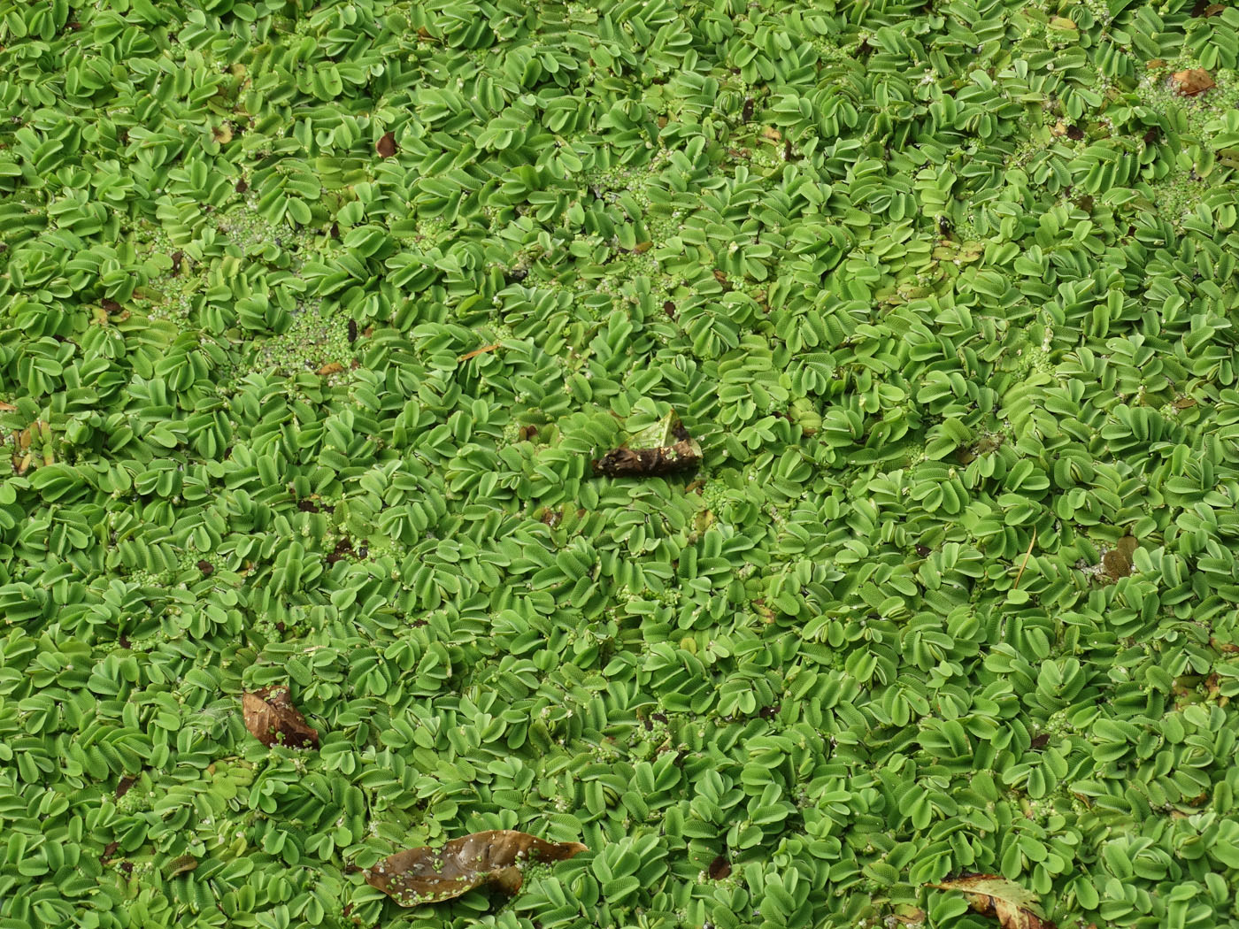 Image of Salvinia natans specimen.
