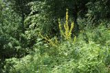 Verbascum nigrum