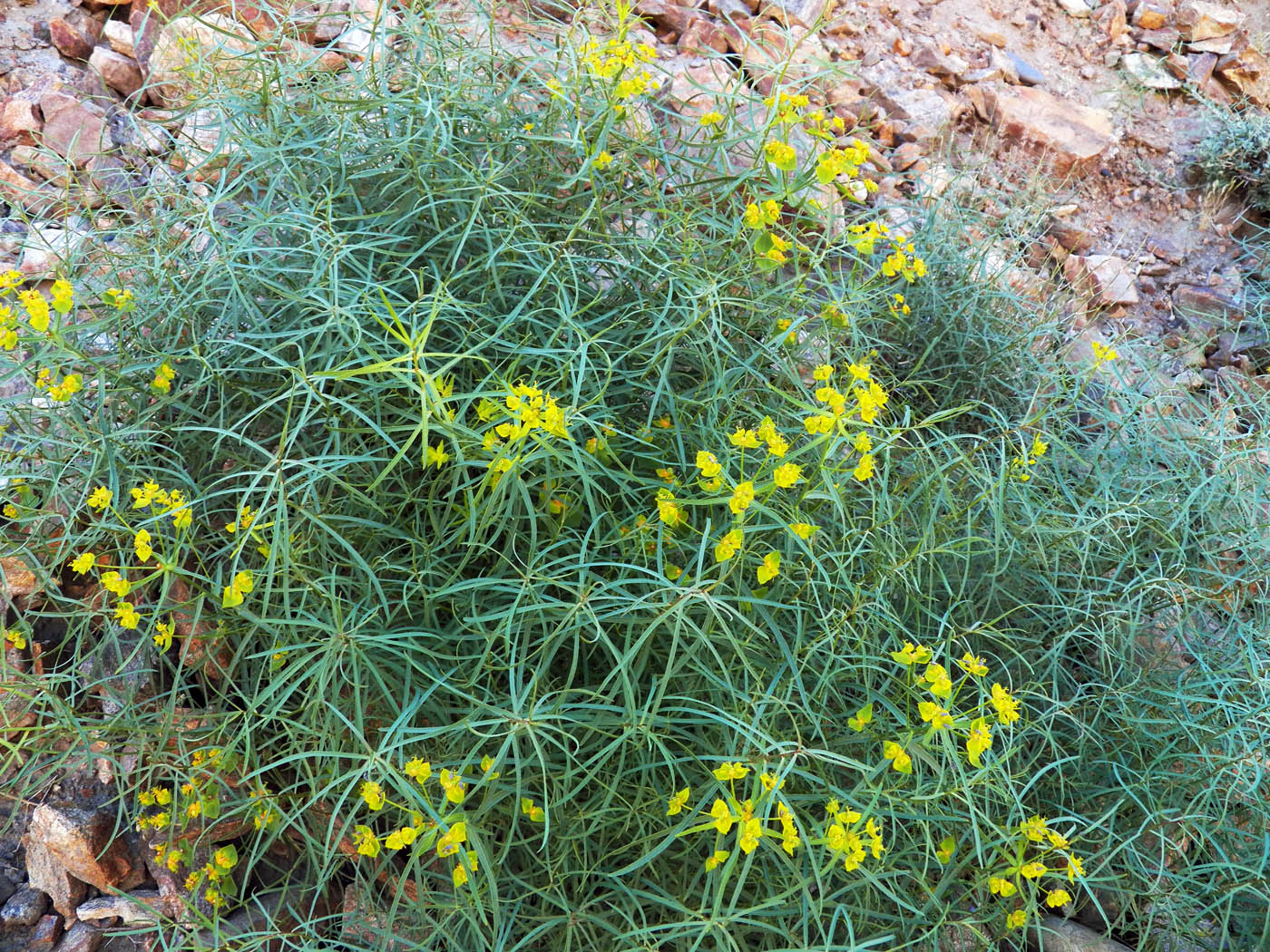 Изображение особи Euphorbia pamirica.