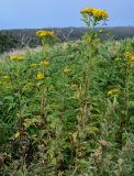 Senecio cannabifolius. Цветущие растения. Курильские о-ва, о-в Итуруп, долина р. Сторожевая, луговой склон. 20.08.2023.