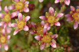 Saxifraga moschata. Цветки. Карачаево-Черкесия, Карачаевский р-н, Большой Кавказ, правый борт долины Узункол, осыпной южный склон горы Чатбаши в р-не \"средних чатских ночёвок\", ≈ 3070 м н.у.м., среди камней. 24.07.2023.