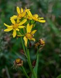 Ligularia hodgsonii. Соцветия. Курильские о-ва, о-в Кунашир, берег оз. Лагунное, луг. 18.08.2022.