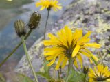 genus Hieracium. Верхушки побегов с цветущим и развивающимися соцветиями. Карачаево-Черкесия, Урупский р-н, хр. Загедан, долина Ацгарских озёр, ≈ 2600 м н.у.м., в расщелине скалы в воде у берега большего из средних озёр. 09.08.2023.