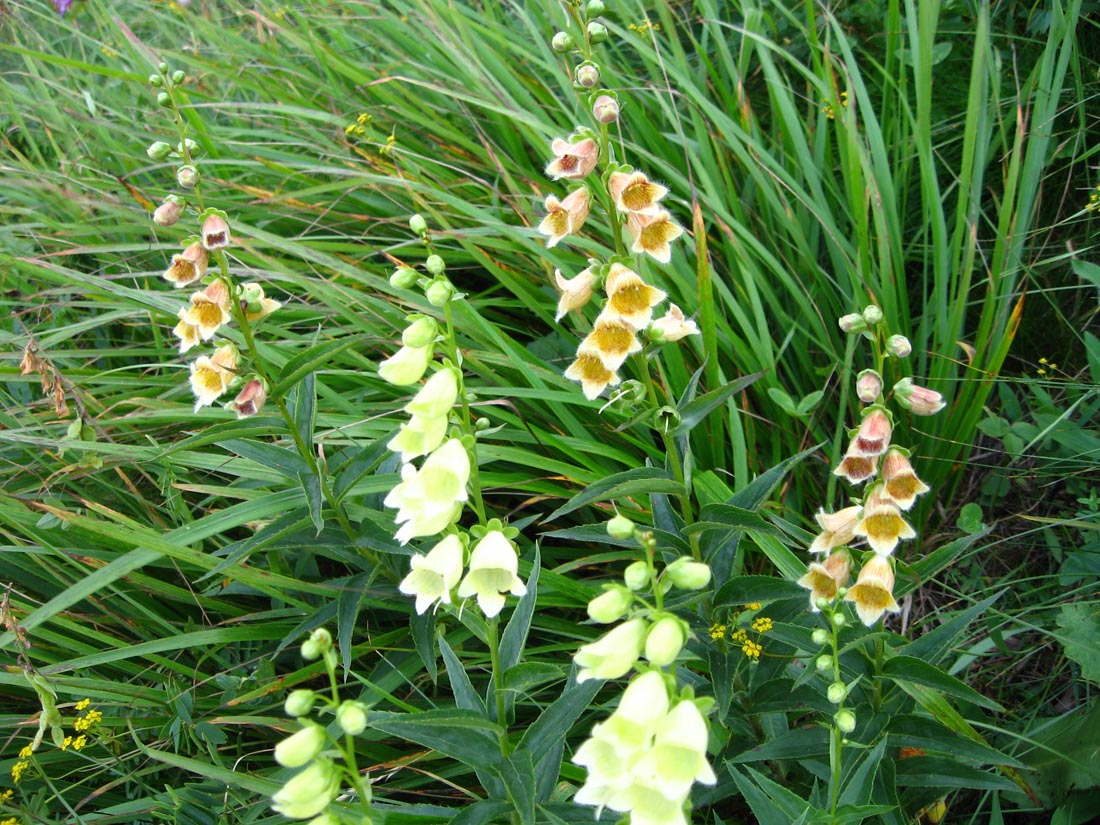 Изображение особи Digitalis ciliata.