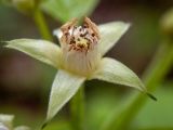 Rubus saxatilis