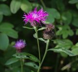 Centaurea pseudophrygia