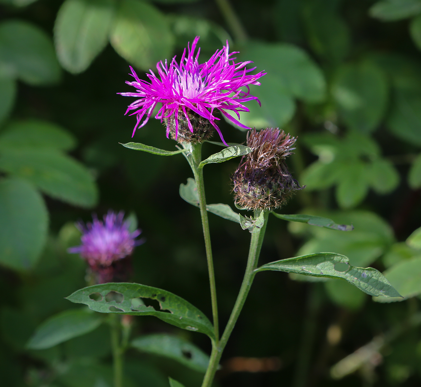 Изображение особи Centaurea pseudophrygia.