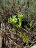 Valerianella dactylophylla. Верхушка цветущего и плодоносящего растения. Казахстан, Туркестанская обл., Байдибекский р-н, верх. р. Улькен-Бугунь, ≈800 м н.у.м., саванноидное сообщество. 18.05.2023.