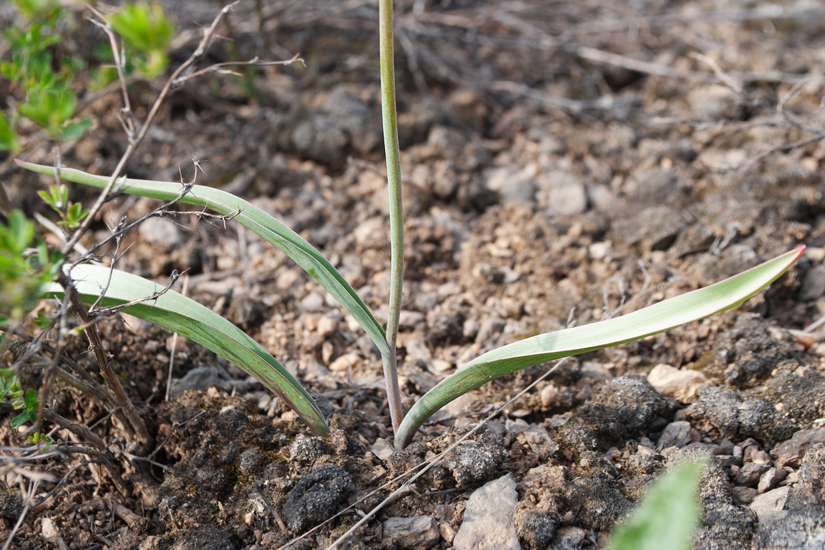 Image of Tulipa patens specimen.