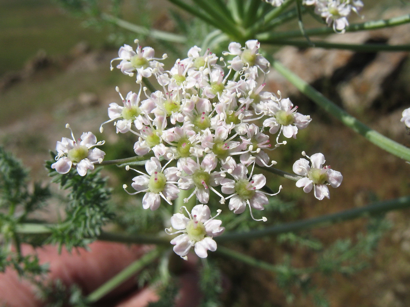 Image of Schrenkia golickeana specimen.