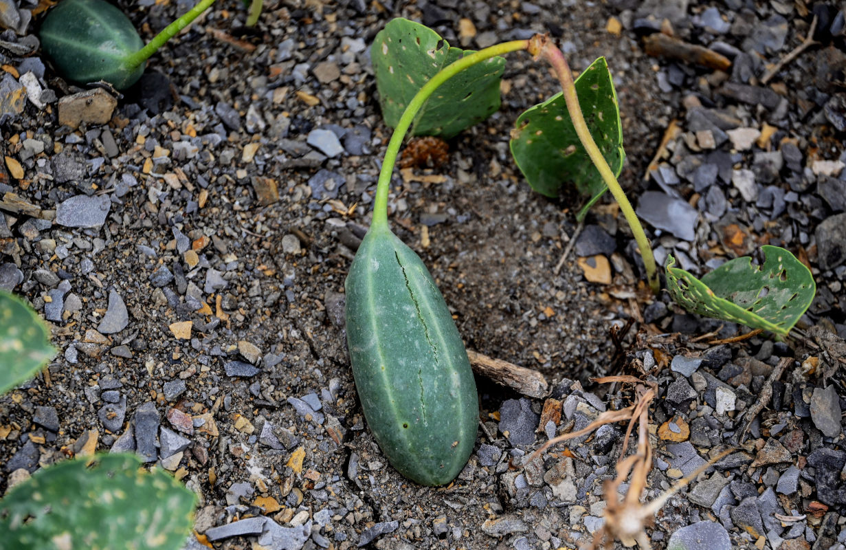 Image of Capparis herbacea specimen.