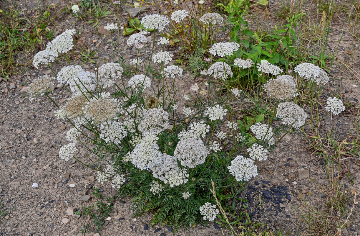 Image of Daucus carota specimen.