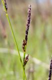 Carex vanheurckii. Отцветающее соцветие. Магаданская обл., г. Магадан, окр. мкр-на Солнечный, дачный поселок, около дороги. 13.06.2022.